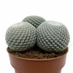 Mammillaria Haageana Subs. Elegans Cactus Y Suculentas M8,5 cm Ø