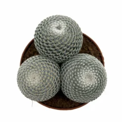 Mammillaria Haageana Subs. Elegans Cactus Y Suculentas M8,5 cm Ø