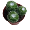Mammillaria Un Pico Planta Cactus Ø8