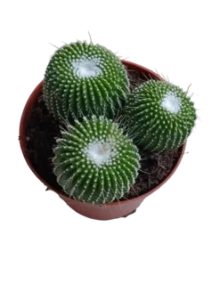 Mammillaria Un Pico Planta Cactus Ø8