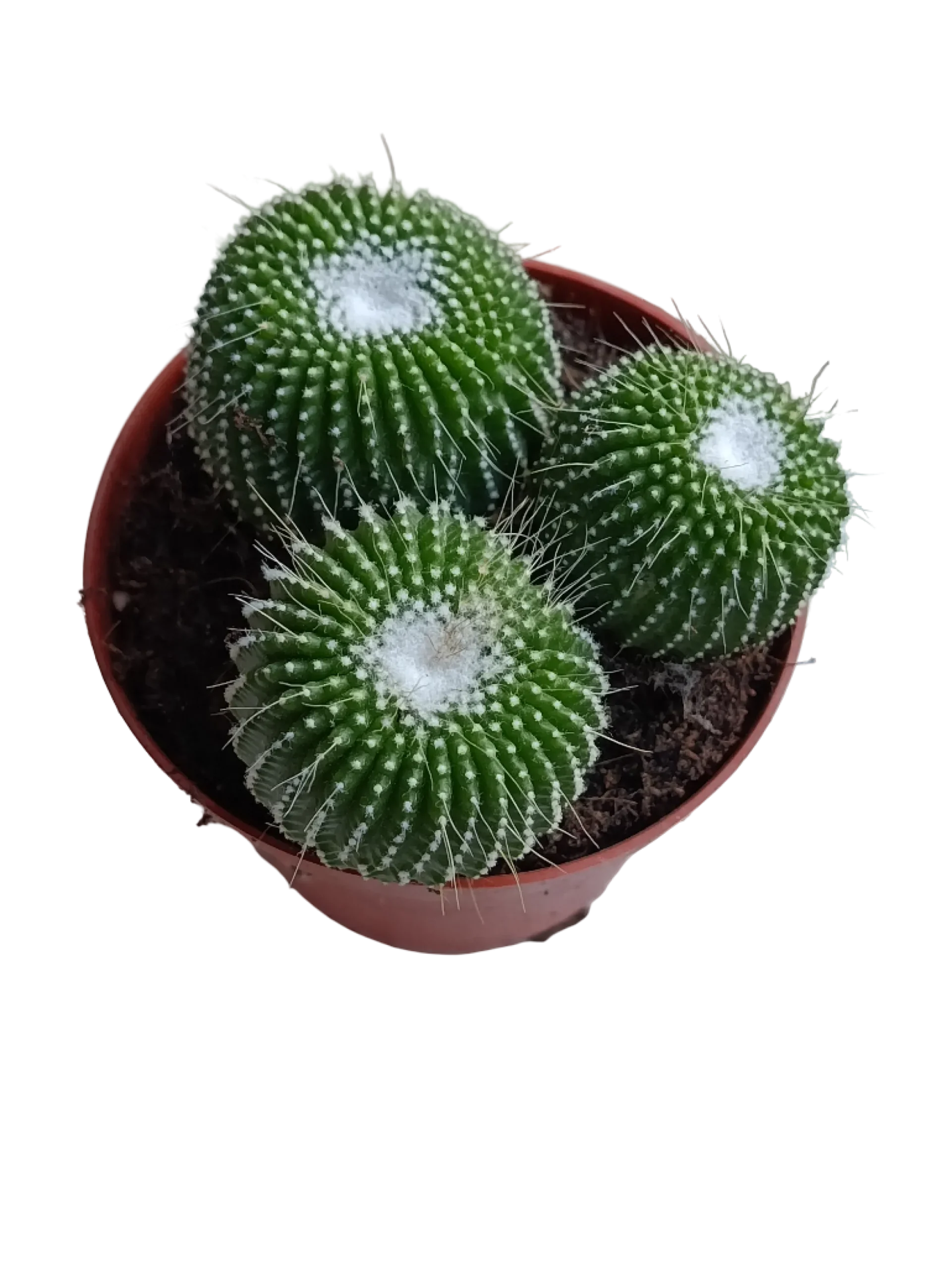 Mammillaria Un Pico Planta Cactus Ø8