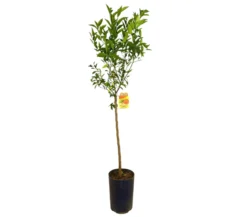 Mandarino Avana Tb20 100-130cm