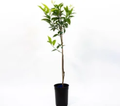 Mandarino Hernandina O Clementina - Plantón1 Metro - Planta Viva (1)