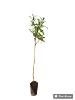Manzano Grany Smith Maceta 140CM