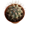 Melocactus Azureus Cactus Planta Ø5cm