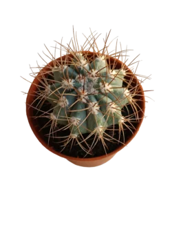 Melocactus Azureus Cactus Planta Ø5cm