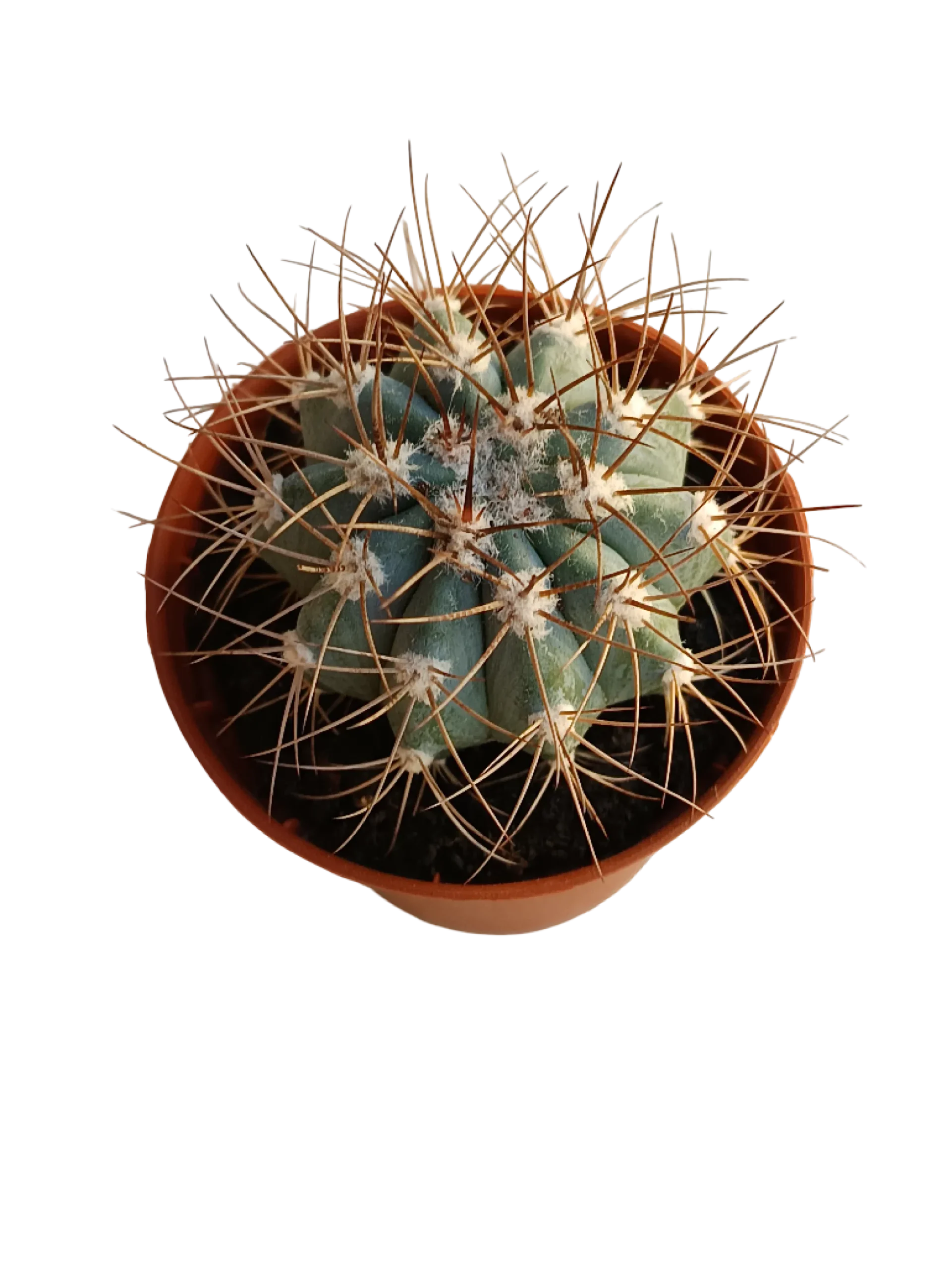 Melocactus Azureus Cactus Planta Ø5cm