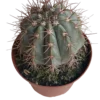 Melocactus Azureus Planta Ø13 Cactus Para Sol