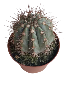 Melocactus Azureus Planta Ø13 Cactus Para Sol