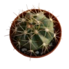 Melocactus Matanzanus Planta Cactus Ø5 Cm