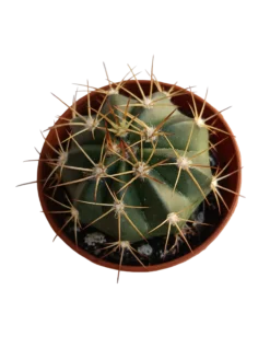 Melocactus Matanzanus Planta Cactus Ø5 Cm