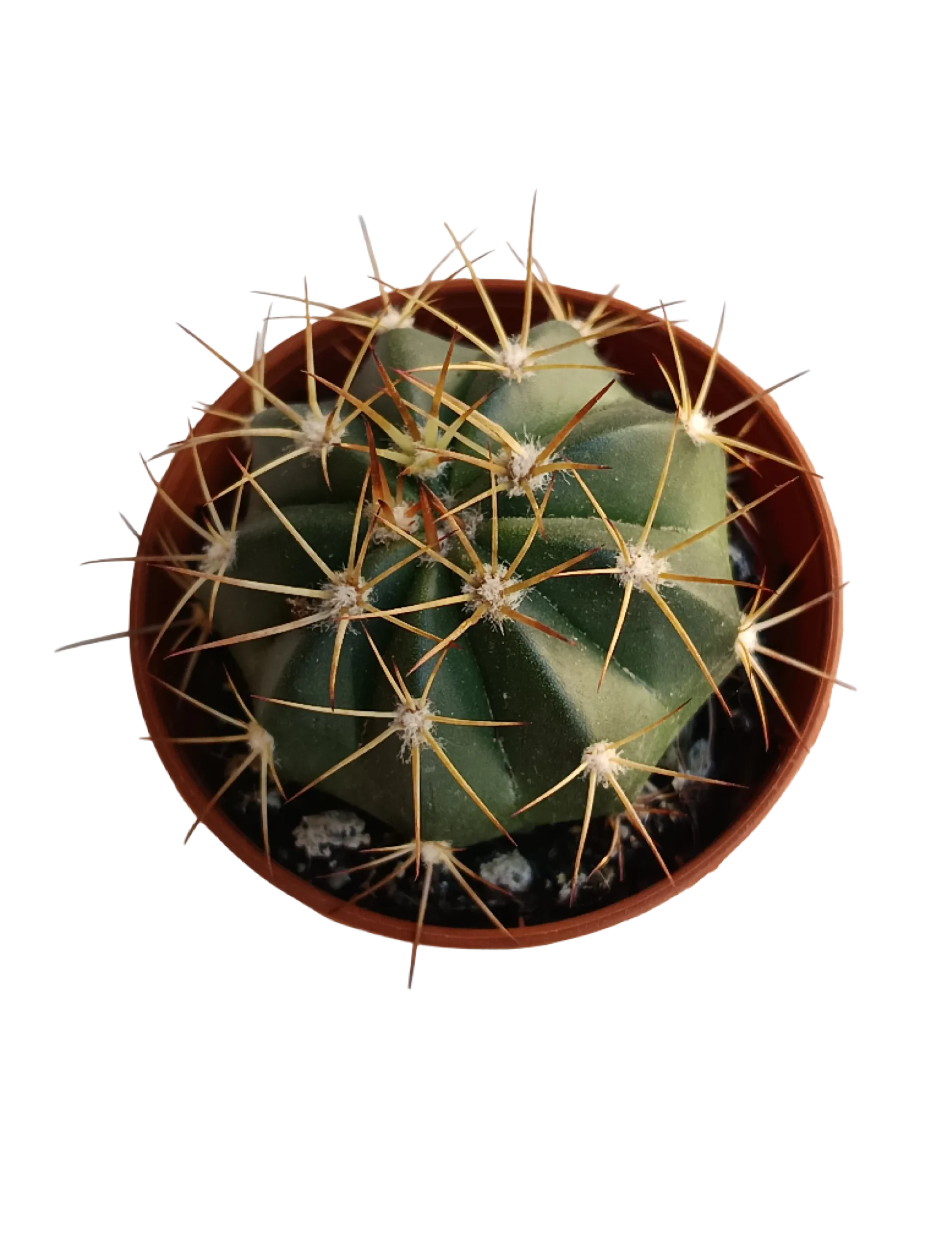 Melocactus Matanzanus Planta Cactus Ø5 Cm