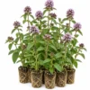 Menta Acuática - Mentha Aquatica - 12 Plantas
