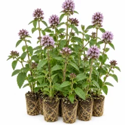Menta Acuática - Mentha Aquatica - 12 Plantas