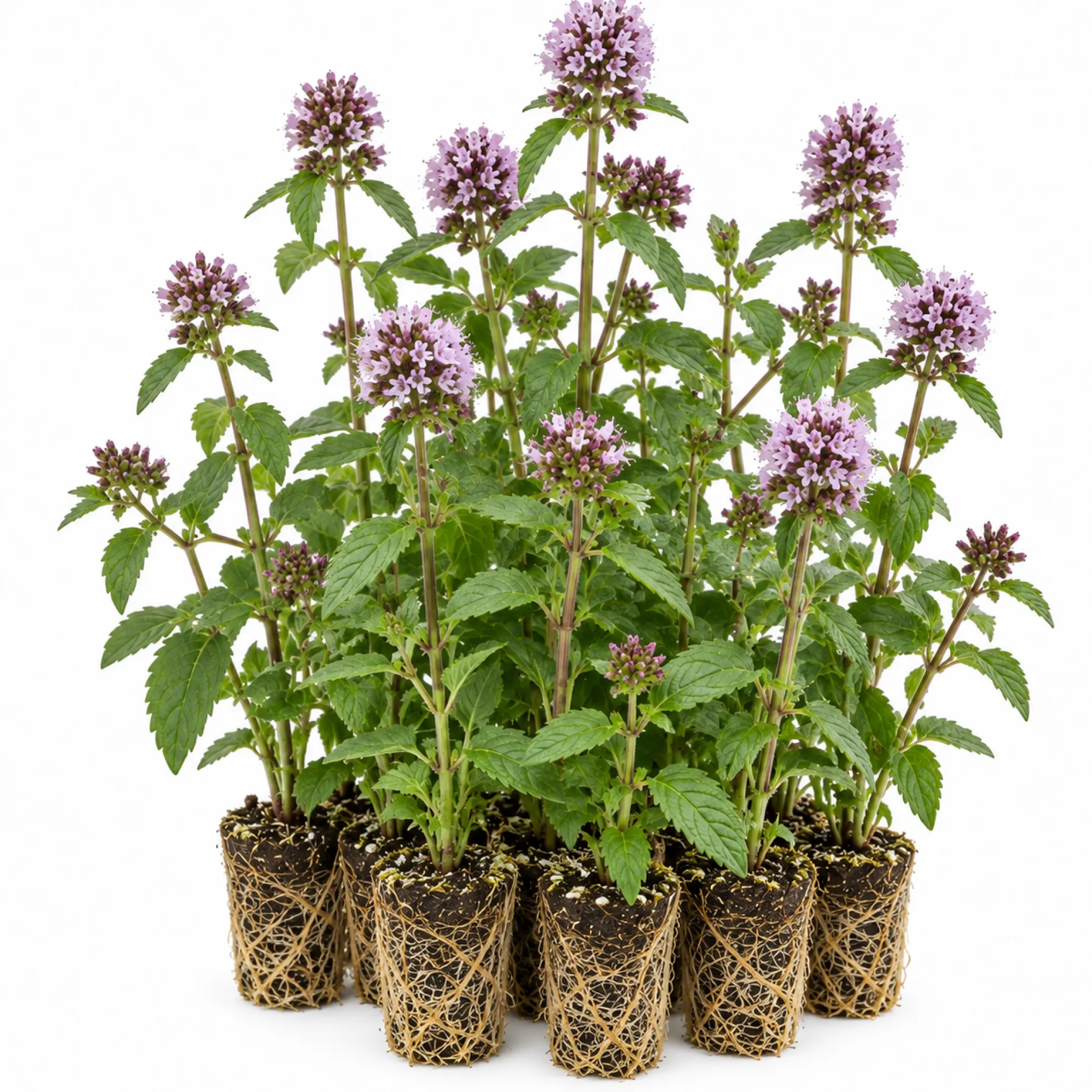Menta Acuática - Mentha Aquatica - 12 Plantas