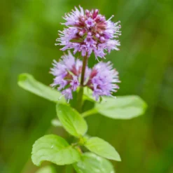 Menta Acuática - Mentha Aquatica - 12 Plantas