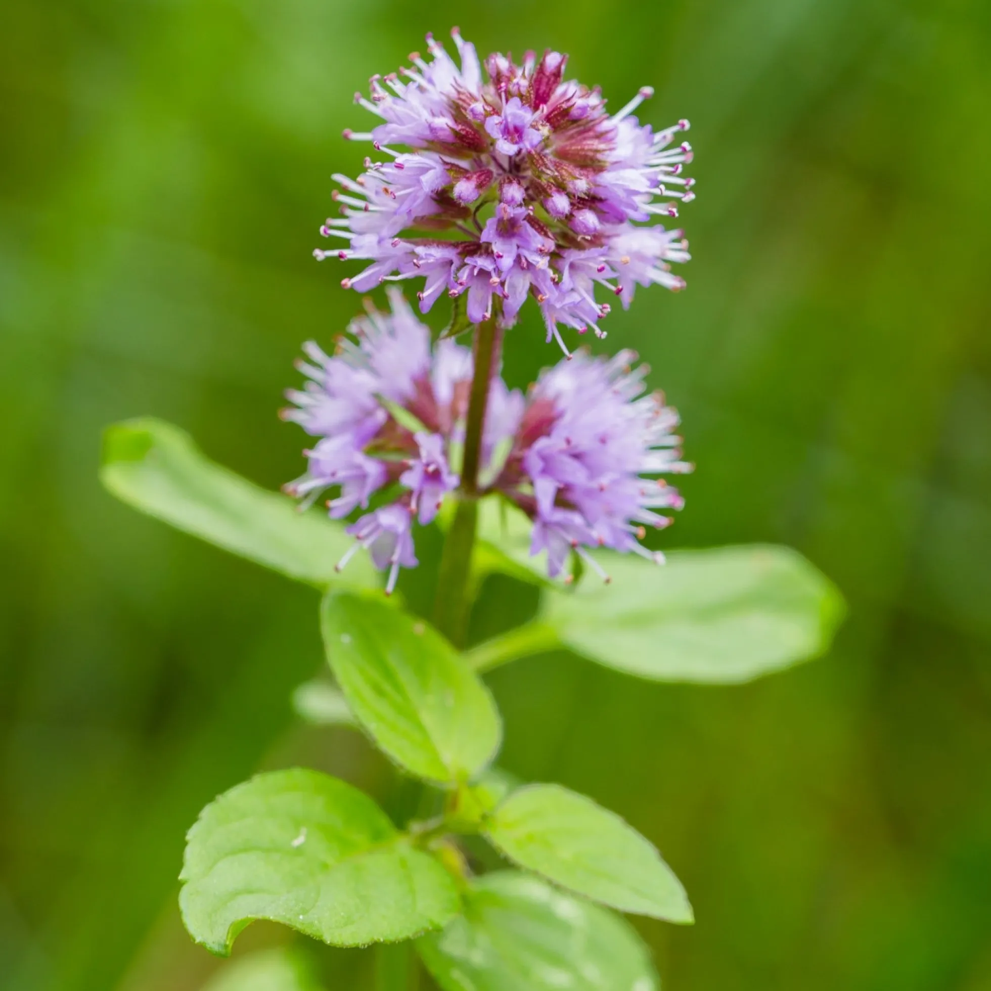 Menta Acuática - Mentha Aquatica - 12 Plantas