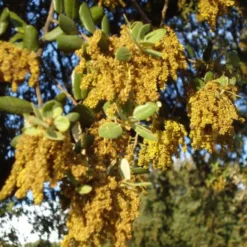 Miel de Montaña Ecológica, Bona Mel 900 g