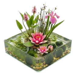 Mini Estanque Set Completo Rosa 25-90l - 11 Plantas Y Bacterias