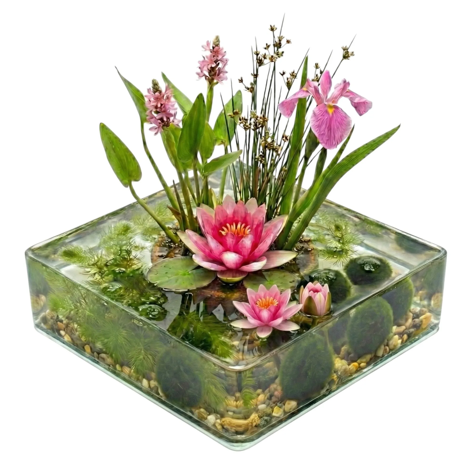 Mini Estanque Set Completo Rosa 25-90l - 11 Plantas Y Bacterias