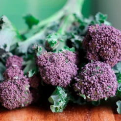 Mini Huerto Hortalizas Extrañas Acelga Arcoíris, Zanahoria Morada y Brócoli Rosa - Resetea