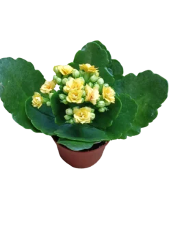 Mini Kalanchoe De Flor Amarilla Planta Suculenta Ø6