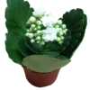Mini Kalanchoe De Flor Blanca Planta Suculenta Ø6