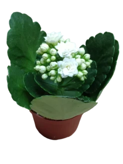 Mini Kalanchoe De Flor Blanca Planta Suculenta Ø6