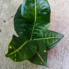 Mini Planta Croton Petra Para Interior Y Terrarios Ø6