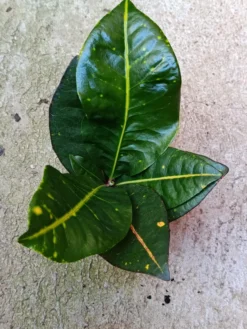 Mini Planta Croton Petra Para Interior Y Terrarios Ø6