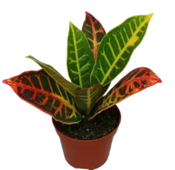 Mini Planta Croton Petra Para Interior Y Terrarios Ø6