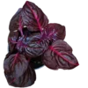 Mini Planta Iresine Bloodleaf Para Interior Y Terrarios Ø6