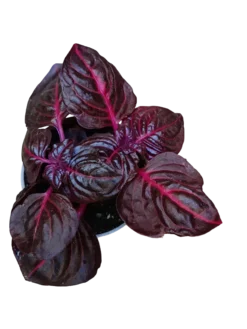 Mini Planta Iresine Bloodleaf Para Interior Y Terrarios Ø6