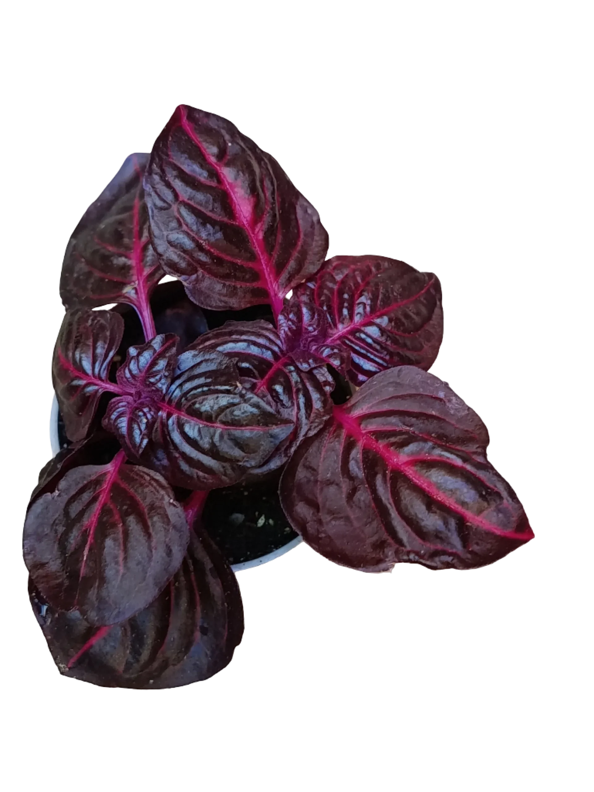 Mini Planta Iresine Bloodleaf Para Interior Y Terrarios Ø6