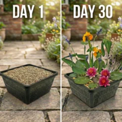 Mini Plantas Estanque Set Blanco - 4 Plantas Cesta Sustrato Abono