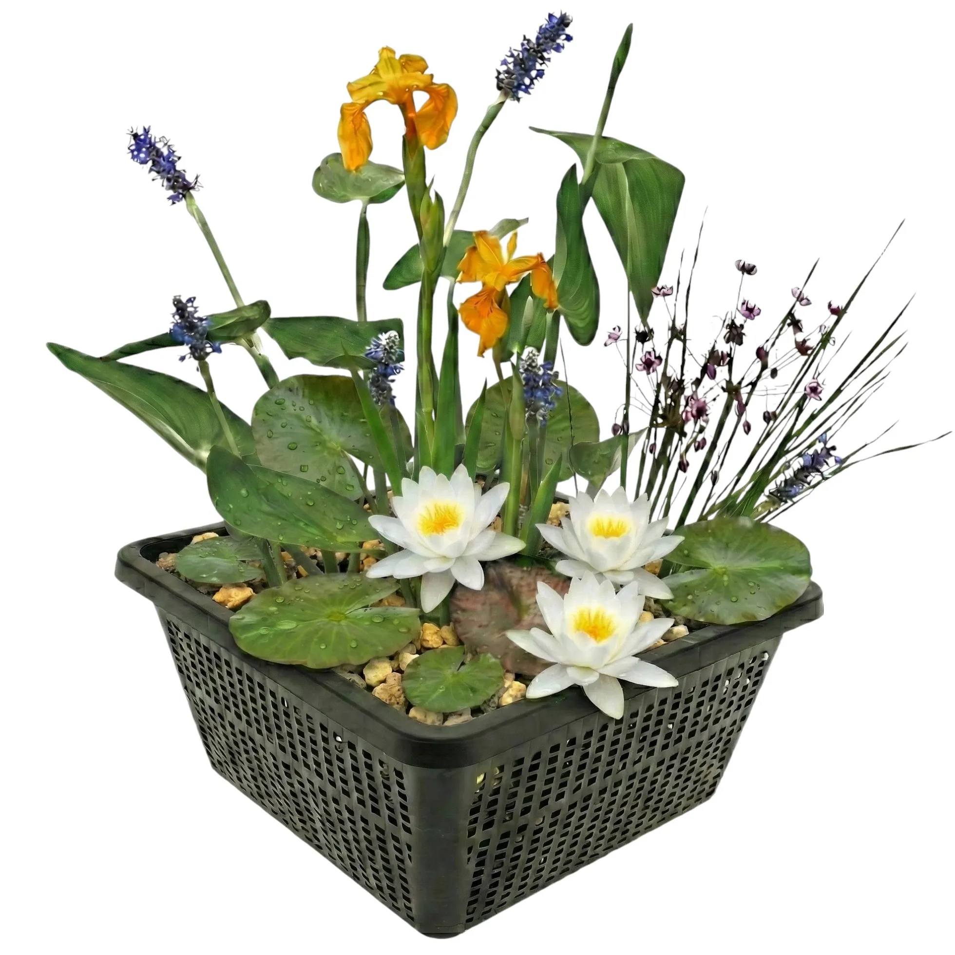 Mini Plantas Estanque Set Blanco - 4 Plantas Cesta Sustrato Abono