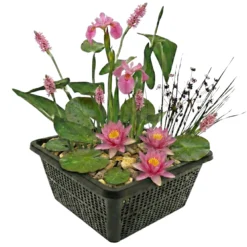 Mini Plantas Estanque Set Rosa - 4 Plantas Cesta Sustrato Abono