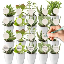 Mini Suculentas - Producto Regalo - 20 Unidades