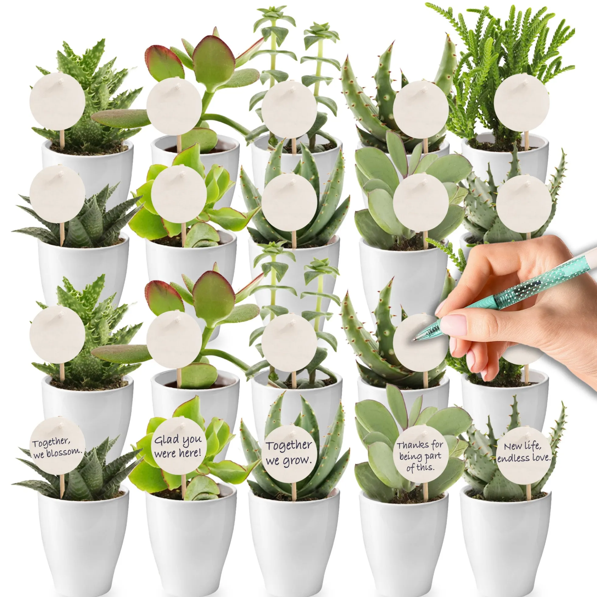 Mini Suculentas - Producto Regalo - 20 Unidades
