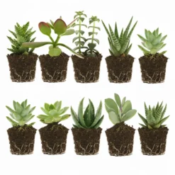 Mini Suculentas 10 Unidades - 5,5 Cm - Mix