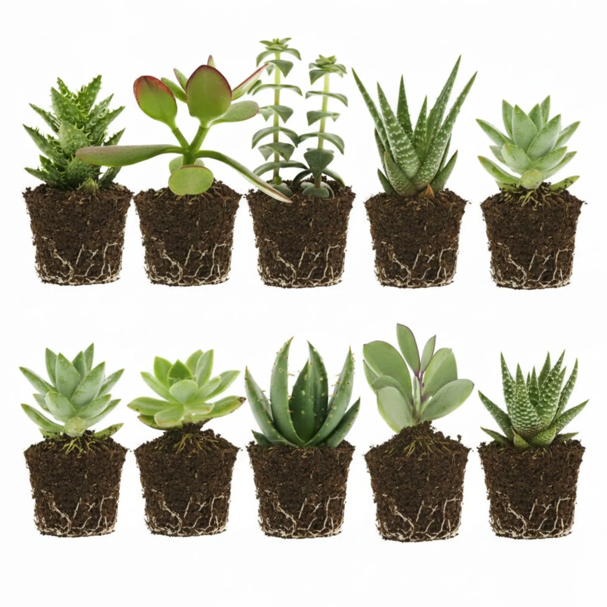Mini Suculentas 10 Unidades - 5,5 Cm - Mix