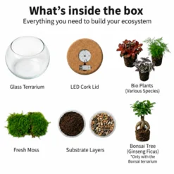 Mini Terrario Diy - Ecosistema Autosuficiente