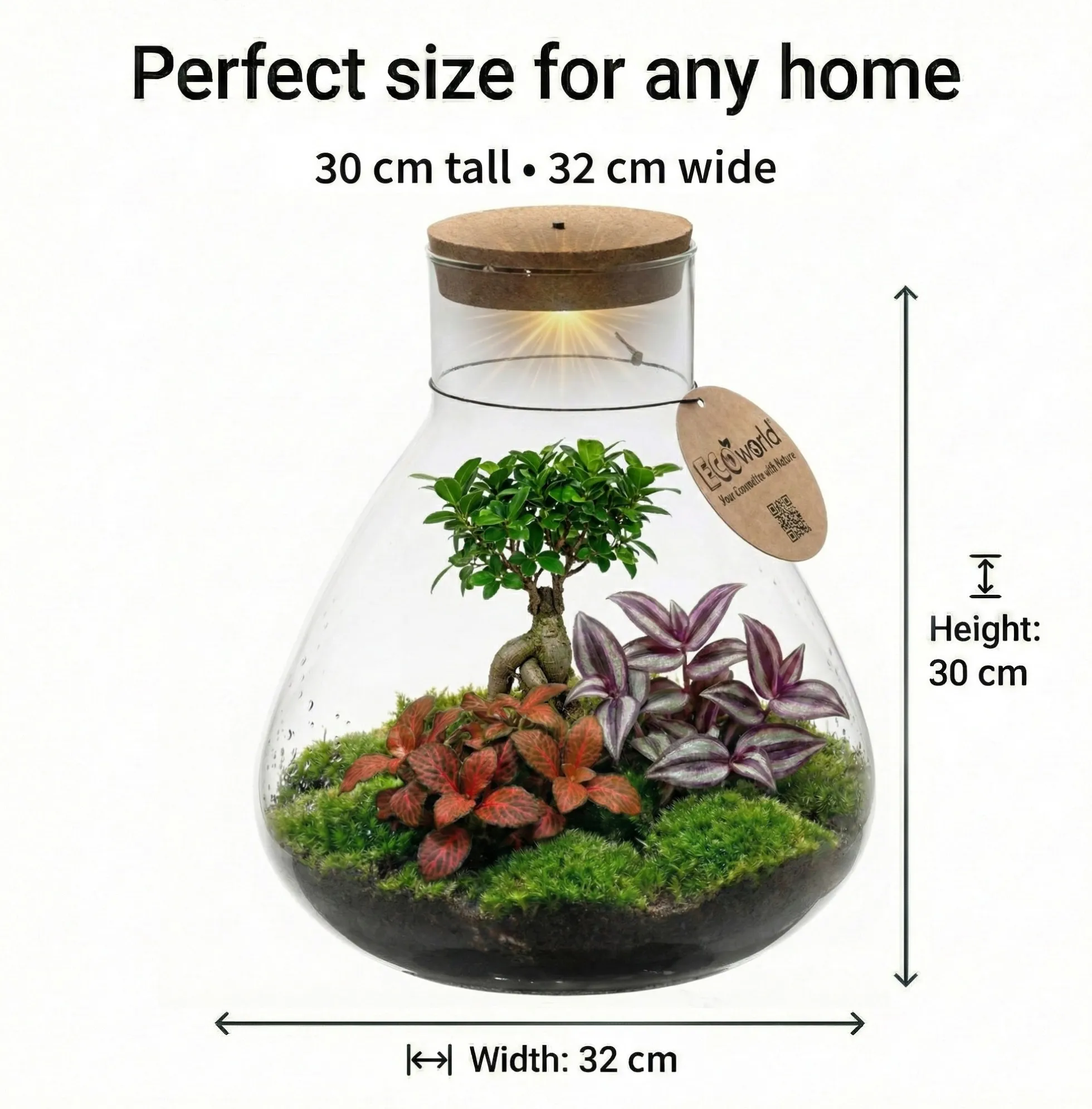 Mini Terrario Diy - Ecosistema Autosuficiente