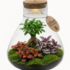 Mini Terrario Diy - Ecosistema Autosuficiente