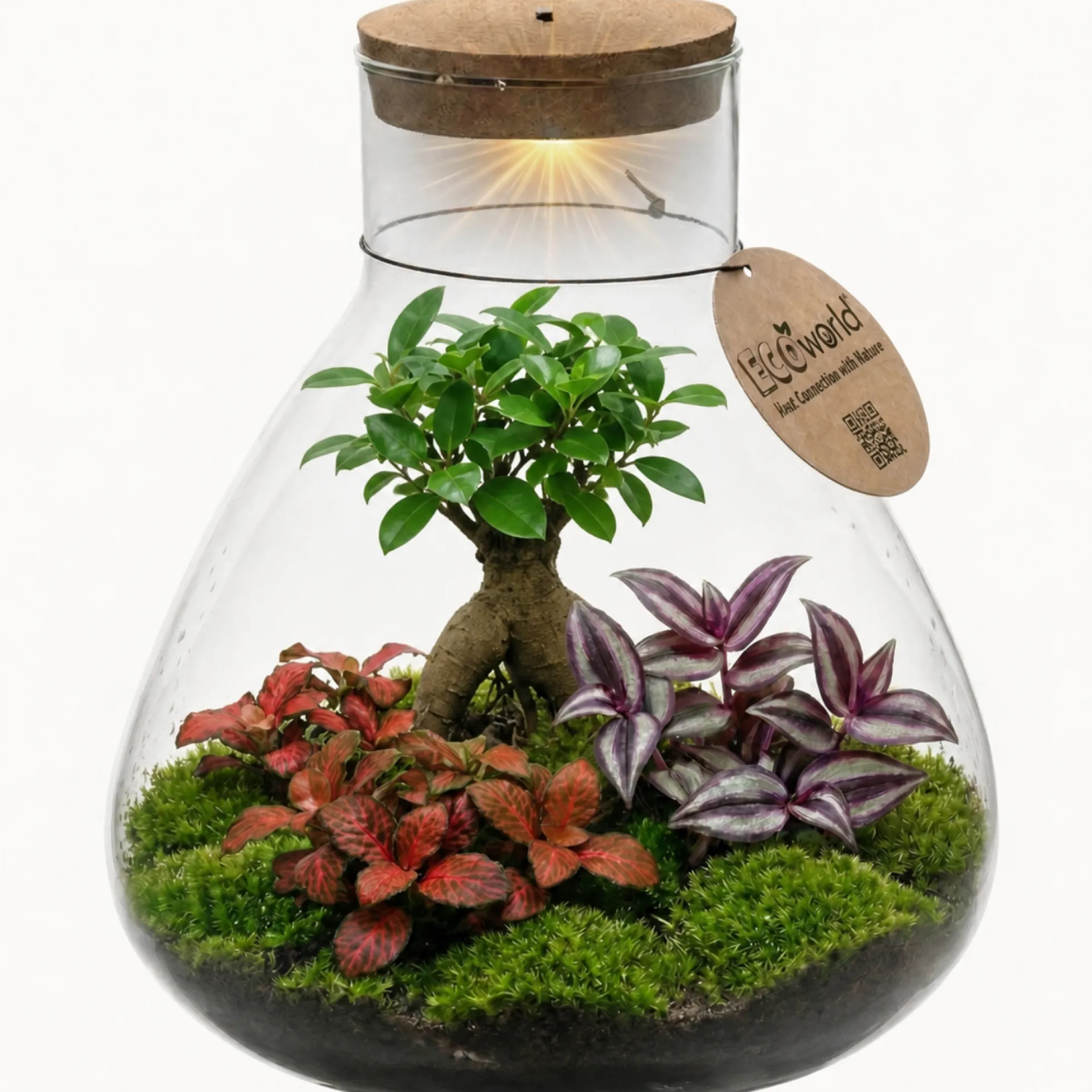 Mini Terrario Diy - Ecosistema Autosuficiente