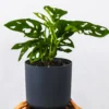 Monstera Adansonii | Altura 35cm - Diámetro 12cm