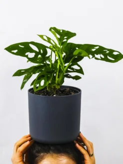 Monstera Adansonii | Altura 35cm - Diámetro 12cm
