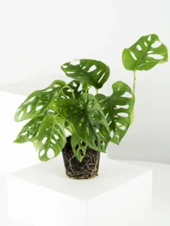 Monstera Adansonii | Altura 35cm - Diámetro 12cm