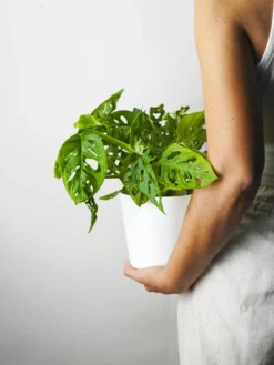 Monstera Adansonii | Altura 35cm - Diámetro 12cm