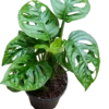Monstera Adasonii 1 Planta De Interior Ø12 - 30 Cm